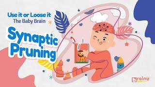 Use it or loose it - Baby Brain Synaptic Pruning