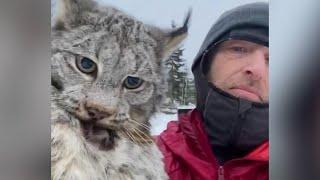 Farmer lectures a lynx after it attacked his chicken coop in British Columbia