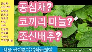 공심채? 코끼리마늘? 조선배추? 새로운 산야초 배우기!