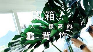 植物開箱！跟人一樣高的龜背竹的換盆操作｜植物換盆換泥服務