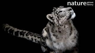 Snow leopard looking up, Miller Park Zoo. Vulnerable. Captive.