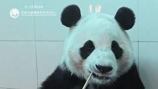 1/16 Panda Fu Bao’s Official Video #푸바오 #panda #fubao #fyp #viral #pandalife #pandalove #update