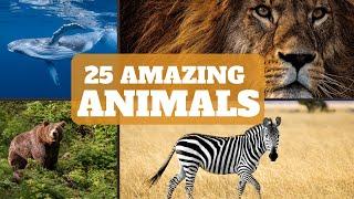 Fun Facts about Animals | Facts about Animals for Kids | Facts about Animals for 1st - 5th Grade