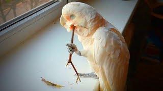 Playful Birds  Crazy Parrots Doing Crazy Things (Full) [Funny Pets]