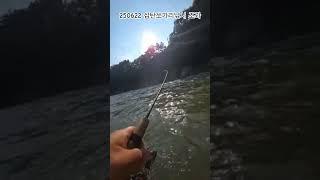 250622 삼탄쏘가리낚시 조과