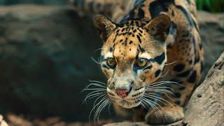 BYU clouded leopard study aids conservation efforts