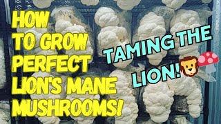 How to Grow Perfect Lion's Mane Mushrooms! #mushroom #farming #lionsmane #mushrooms #fungi #farm