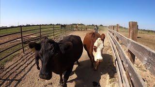 Cull Cows Go to Auction