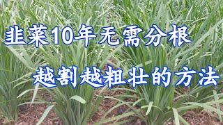 韭菜10年都无需分根不断收割还保持粗壮的保养方法（96）