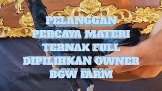 SERING GAGAL TERNAK AKHIRNYA JALAN TERAKHIR AMBIL MATERI TERNAK FULL BGW