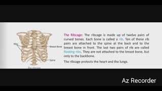 Define -The Ribcage