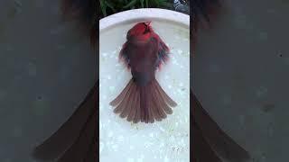 Cardinal Water Dance FYV