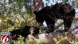 New Florida law makes it legal to kill bears in self-defense