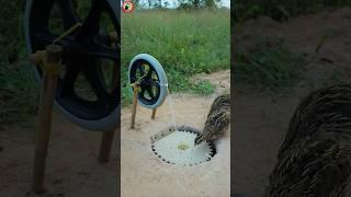 Best Create Quail Trap Technique #storts