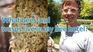 What Bees and wasps are in my bee hotel: How to maintain a bee hotel