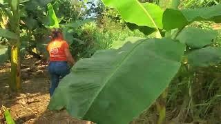 Que Bonita Manzana de Tierra ala Venta con Platanera incluida