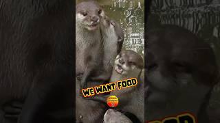 We Want Food #animalantics  Sound on.