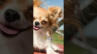 Chihuahua: "Top 5 Fun Facts About Chihuahuas!"