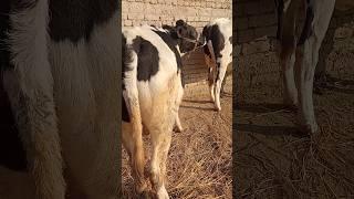 Bull Mating Cow | Animals meeting video | dhani breed #mating #meeting #cross #viral