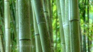 Fifty Shades of Green - Zen Garden - Relaxation, Meditation, Mindfulness