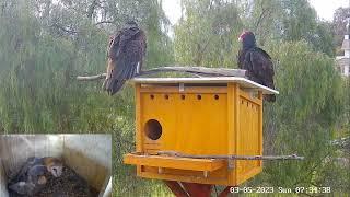 Turkey vultures at (on) the Hoot House