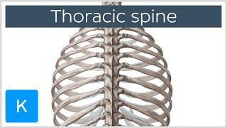 Thoracic Spine - Definition & Components - Human Anatomy | Kenhub