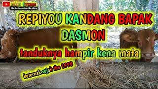 REPIYOU KANDANG BAPAK DASMON