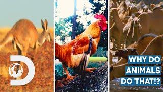 Unbelievable Animal Facts Compilation | Series 2 | How Do Animals Do That?