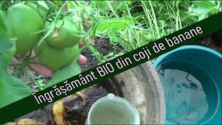 Îngrășământ bio pentru roșii | Macerat din coji de banane- sursa naturală de potasiu