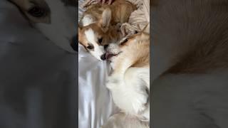 Продолжение в комментариях                       #corgi #собака #корги #shorts #shortsvideo