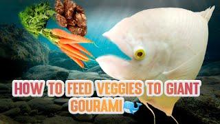 Giant Gourami Feeding Veggies #gouramifish