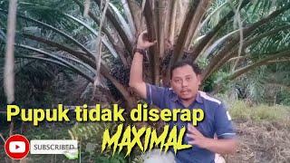 Penyebab pupuk tidak diserap maximal oleh tanaman kelapa sawit