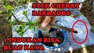 Cara Stek Batang Cherry Barbados