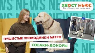 Собаки-сотрудники метро, редкие животные в Москве и другие новости «Хвост Ньюс» #56