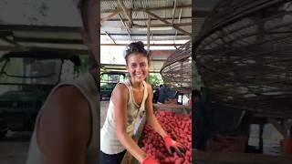 Behind the scenes of the Earther Academy Lychee Farm ￼#lychee #fruit