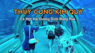 Khám phá thủy cung và xem biểu diễn người cá | cả một đại dương dưới bụng rùa tại Vinwonder Phú Quốc