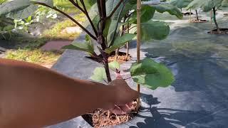 Part 3: Pruning Eggplants