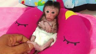 newborn baby monkey had sweet face..