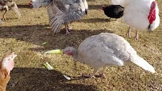 Turkeys, Geese, Ducks, And Chickens All Enjoying The Day.