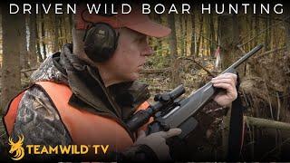 Driven Wild Boar Hunting in Germany