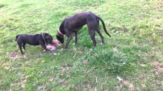 lurcher and staff