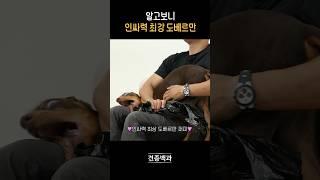 생긴 것만 무서운 도베르만