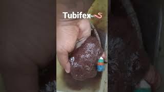 Tubifex🪱#fishfood #livefoods #livefoodforfish #tubifex #fishkeeping #foryou #foryoupage #shorts