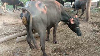 Two buffalo dung, poop, pooping video...