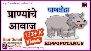 20+ प्राण्यांचे आवाज |Animal sounds in marathi by Smart School |Pranyanche Awaaz