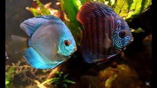 Discus Tank Before "Lights Out"