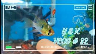 MY VLOG # 32  水草缸  RAM CICHLID  荷兰凤凰