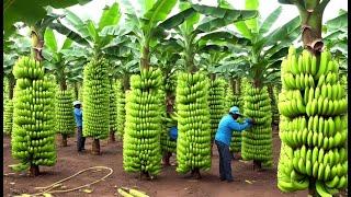 136 Million Tons Of Bananas Are Harvested And Processed This Way | Farming Documentary