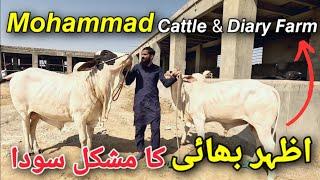 Mohammad Cattle and Diary Farm Gadap Town Sceheme 45 | @Shah_Times Chalo Phir