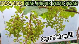 Cara Agar Anggur Buahnya Cepat Besar‼️